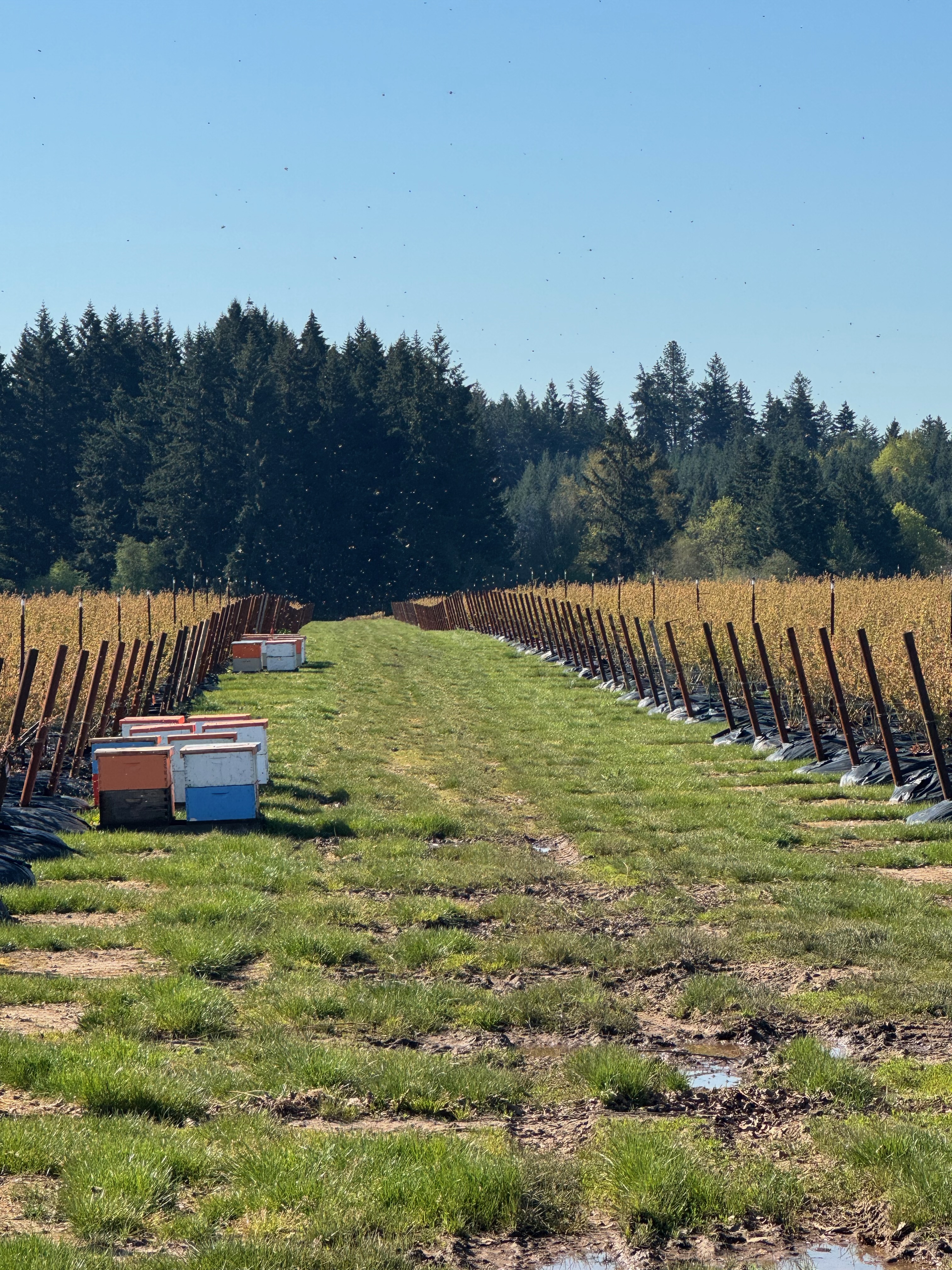 Field photo 4