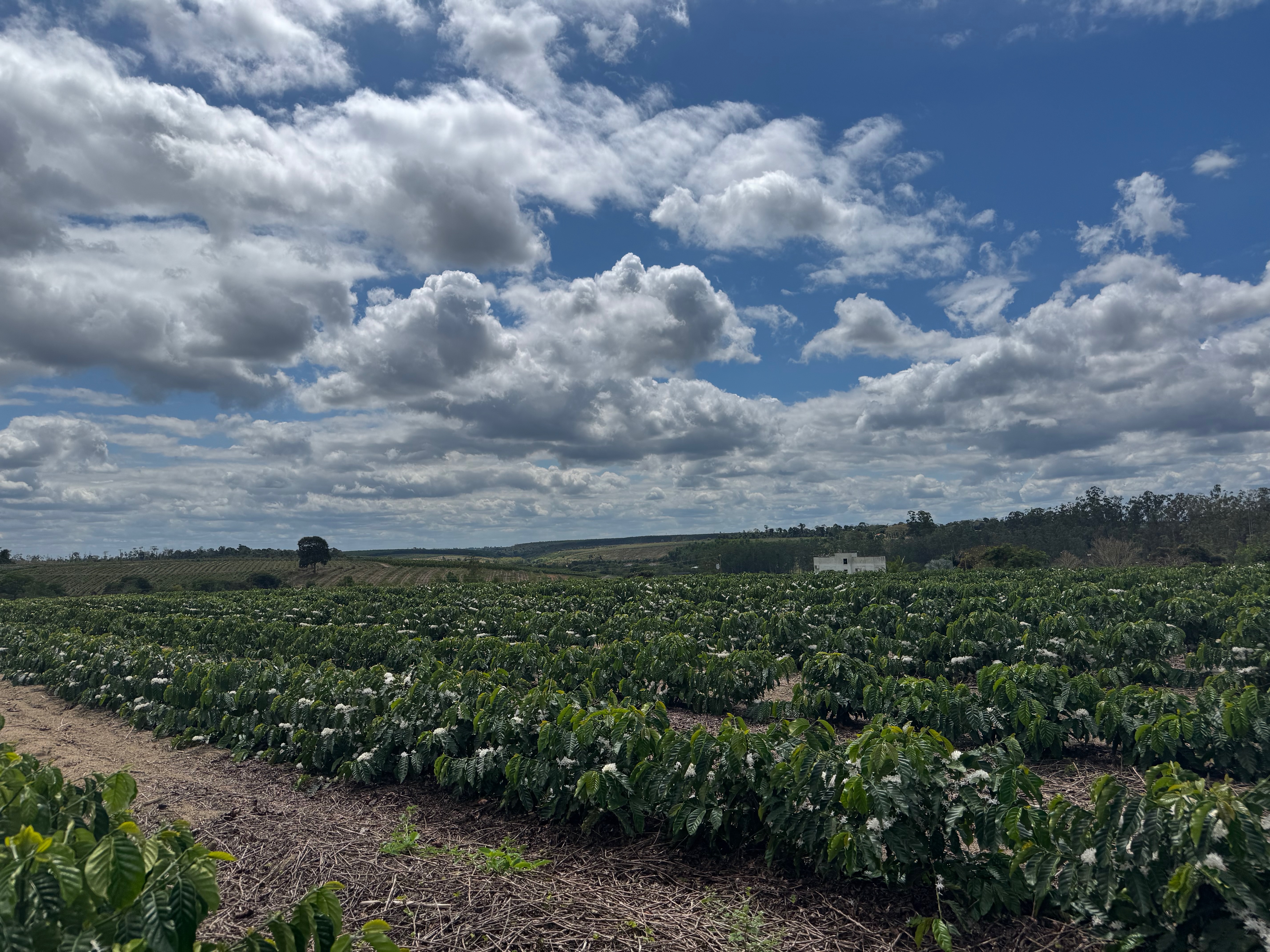 Field photo 5