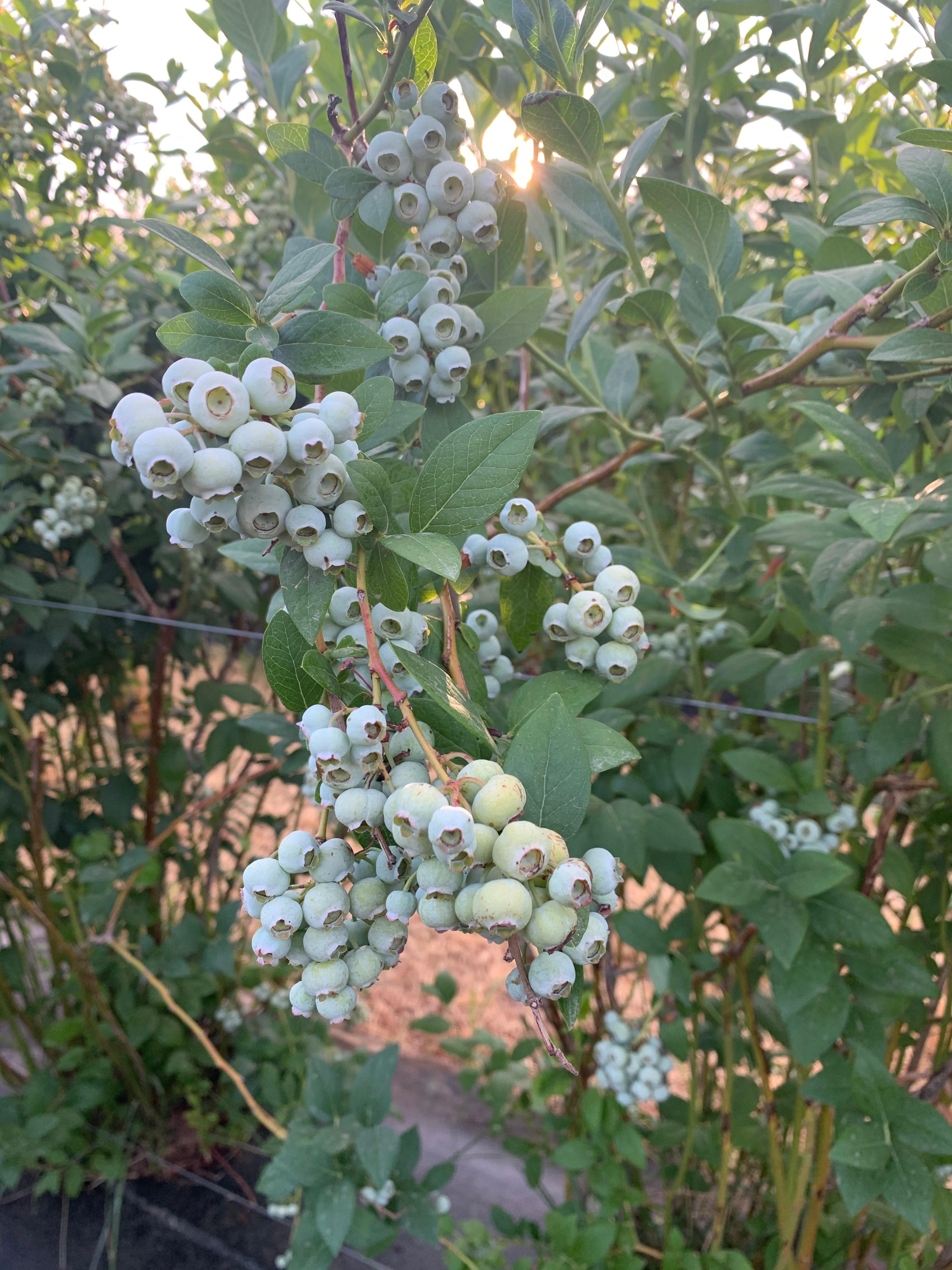 Field photo 7